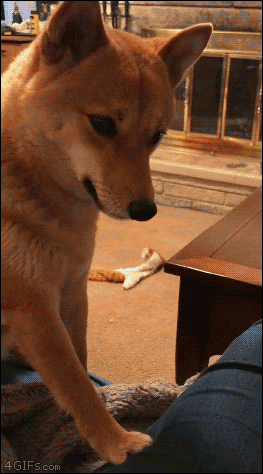 4gifs:Bamboozle. [Best pets of the week video]