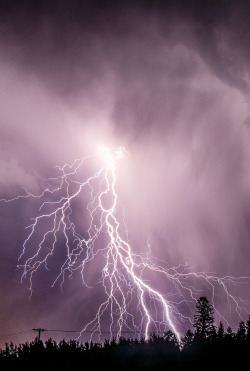 carnalincarnate:  opticcultvre:Branch Power by Flash Back Photography