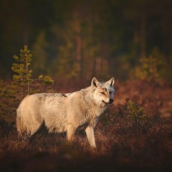 wolfsheart-blog:  Grey wolf (canis lupus) at sunrise. Finland