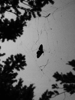 jiji-de-jiji:  蜘蛛の巣と蝶々 Cobweb and Butterfly ©