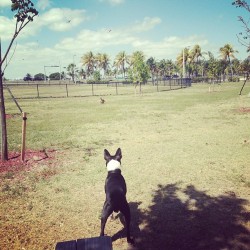 Romeos first doggy park !!! #sofarsogood #romeo #goodtimes #firsttime