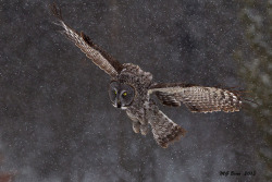 fairy-wren:  Great Grey Owl (photos by Malcolm Benn) 