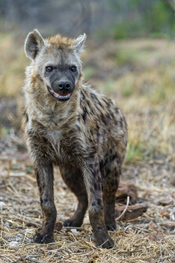 marcelosiqueiradasilva:  Waiting spotted hyena by Tambako the