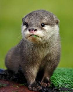 Eat your greens (Otter pup)