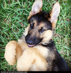 aplacetolovedogs:  Cute German Shepherd puppy Kaiser looking
