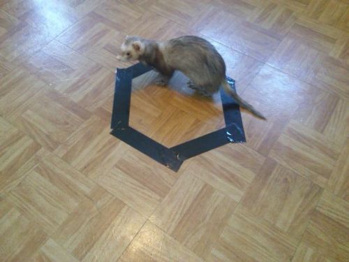 nonefucked:  catsbeaversandducks:  Cat Circles, the amazing phenomenon in which a cat will deliberately sit in a circle on the floor. Photos via Reddit  the last one 