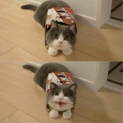 cutencats:  @_@ @cutencats