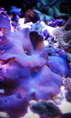 sixpenceee:The above are Mushroom Anemones. They are similar