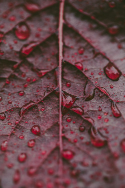 kellyelainesmith:  Blood red leaves © Kelly Smith Photography