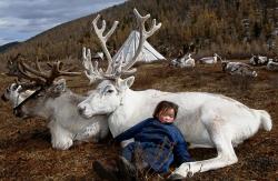  Mongolian child asleep with reindeer Photo by Hamid Sardar 