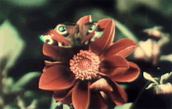 ratak-monodosico:Butterfly Flower Agatha Christie documentary