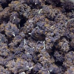 weedporndaily:  #BuckeyePurple 😈😈😈😈😈 by @eastcoasterdam