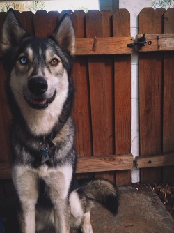 handsomedogs:  Apollo, the most handsome boy in the world, he