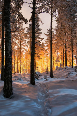 banshy: Winter Magic by: Mikko Lagerstedt 