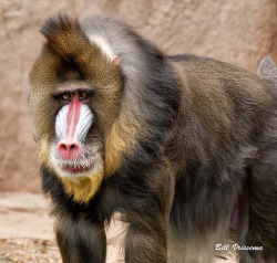 llbwwb:   Mandrill (by bvriesem) 