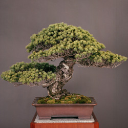 buyingbonsai:  pink-lushh:  buyingbonsai:  550 years old… wow!