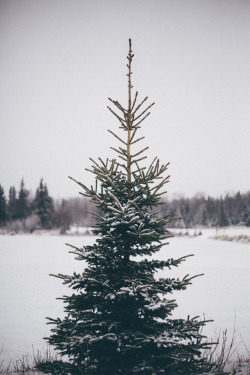 jacksonursin: There is something about an evergreen and snow.