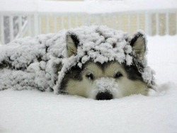 awwww-cute:  His little snow blankey 