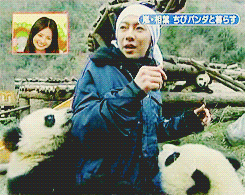 alare-chan:  Zookeeper Aiba-Kun vs. panda in China at Shimura Zoo (2008). 