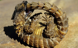 allcreatures:   An Armadillo Lizard bites its own tail while