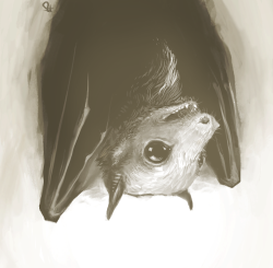 faunleaf:  Rousettus aegyptiacus :V 