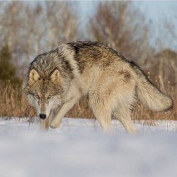 worldofwolvesofficial:  Timber wolf by @cjm_photography #shoutout