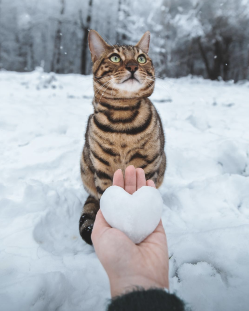 darling-enjoy-your-life:  Meet the adventure cat   @empoweredinnocence