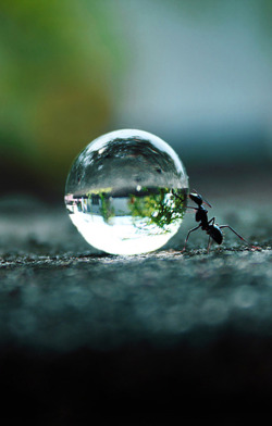 canislupvs:  The Ants Dream! || Rakesh Rocky   