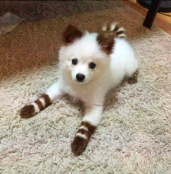 lolfactory:  My friend’s Zebra-esque puppy☆ funny tumblr