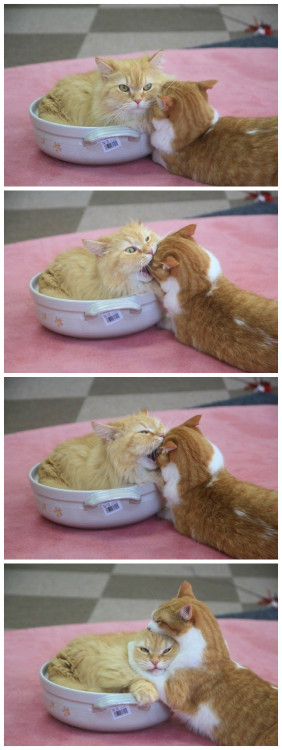 animals-extreme-love:Although you bite me, I still like you very