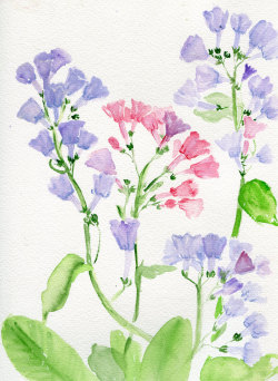 havekat: Bluebells Of Another Color    Watercolor On Cotton Paper9"x