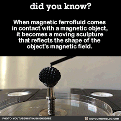 did-you-kno:  When magnetic ferrofluid comes in contact with