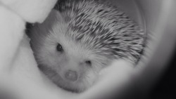 hardhedgehoglife:  I think night vision brings out my good side,