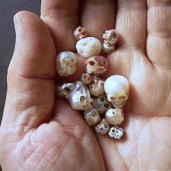 socialpsychopathblr:Carved pearl skulls by Shinji Nakaba