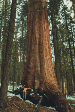 openbooks:  “Treehugger”Kozy in the Giant Forest.  Sequoia