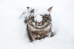 wisegirlhere:  Snow by elvirazakharova
