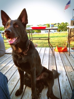 handsomedogs:  My service dog, Bishop, waiting on fireworks this