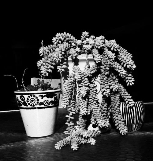 #succulentsofinstagram #succulents #blackandwhite #BlackAndWhitePhotography