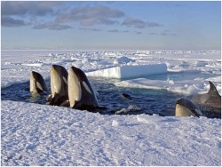 Orcas spyhopping