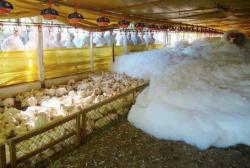 theveganmothership:  The foam suffocates 15,000 chickens in 15