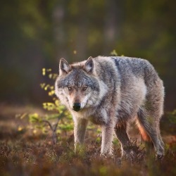 wolfsheart-blog:Grey Wolf by Niko Pekonen.