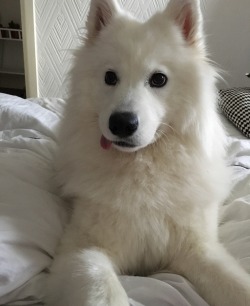 cloudthesamoyed:forgot that your tongue is out????