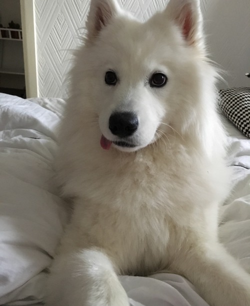 cloudthesamoyed:forgot that your tongue is out????