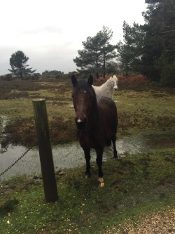 New Forest Ponies