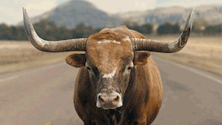 luxuryuncovered:  That’s a big bull. 