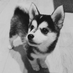 danyyfernandes:  puppy | Tumblr on We Heart It. http://weheartit.com/entry/91309538?utm_campaign=share&utm_medium=image_share&utm_source=tumblr