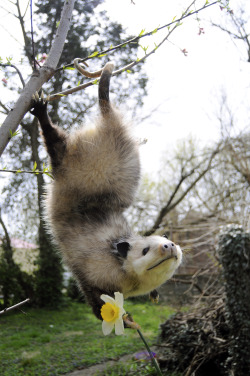 gorgonetta:  [Three photos of an acrobatic possum and a narcissus]