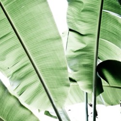 roespiration:  #palmleaves #arty @sophiaroe