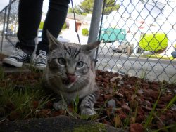catsaww:  Cross-eyed cat on a leash. Enough said