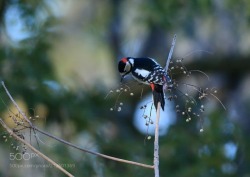 superbnature:アカゲラ  Great Spotted Woodpecker by granheime1188g